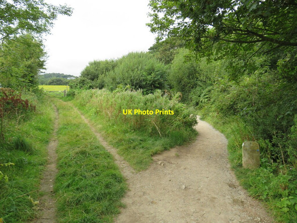 Photo 6"x4" South West Coast Path near Studland Studland c2021