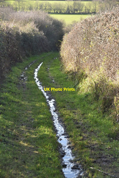 Photo 6"x4" Grassy byway or stream? Ponts Green c2020