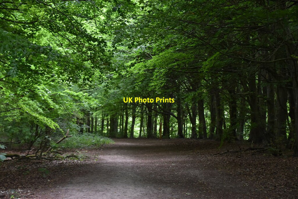 Photo 6"x4" Bridleway, Friston Forest East Dean\/TV5598 c2020