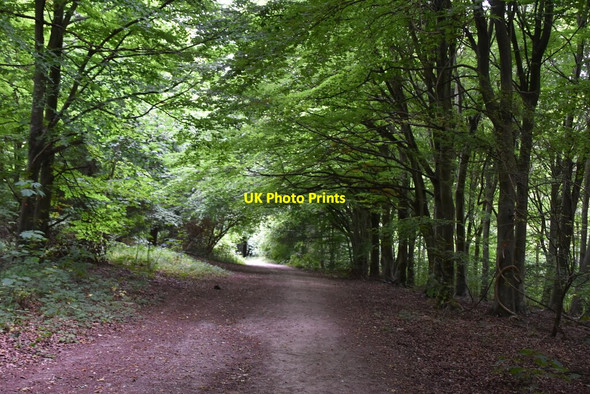 Photo 6"x4" Bridleway, Friston Forest East Dean\/TV5598 c2020
