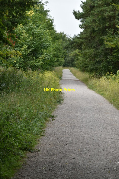Photo 6"x4" Bridleway, Friston Forest Westdean c2020 P1