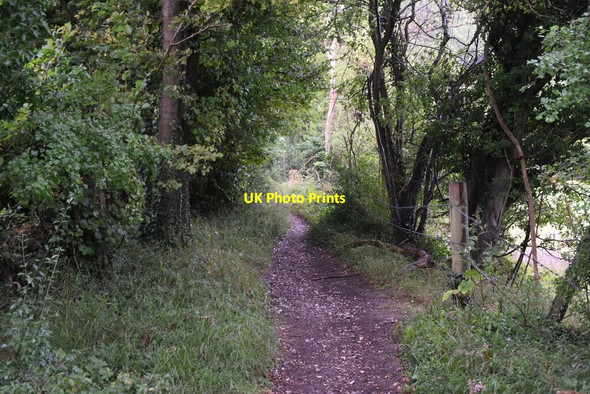 Photo 6"x4" Wooded bridleway Colstrope c2020