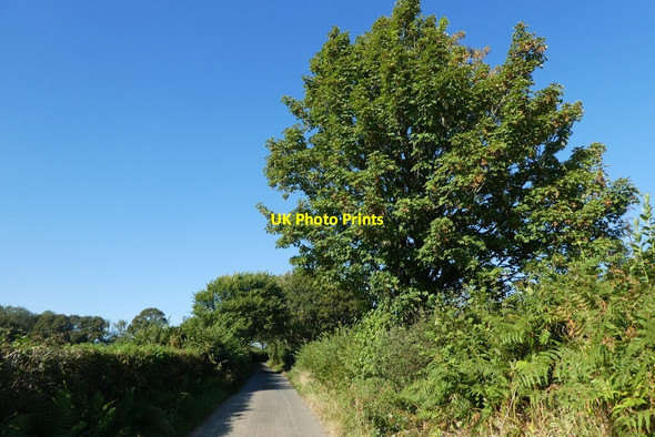 Photo 6"x4" Minor road to Dunchideock Higher Ashton c2021