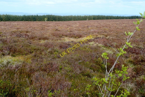 Photo 6"x4" Moorland north of Black Mixen Fishpools c2009