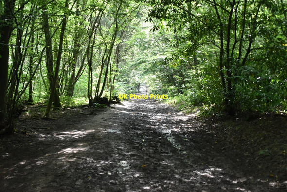 Photo 6"x4" Bridleway, Kiln Wood Claygate\/TQ6051 c2021