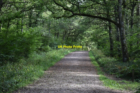 Photo 6"x4" Path climbing into Duncliffe Wood Stour Row c2021