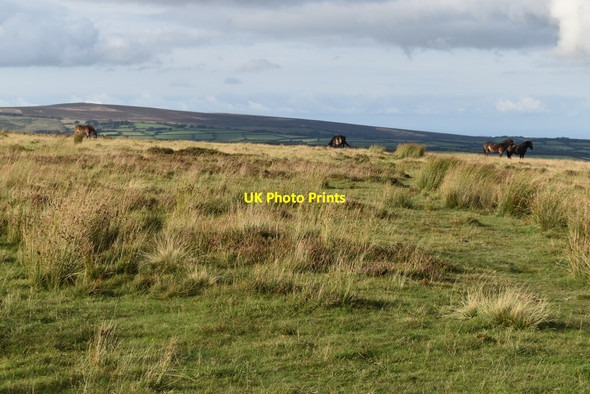 Photo 6"x4" Near the summit of Winsford Hill Withycombe\/SS8835 c2021