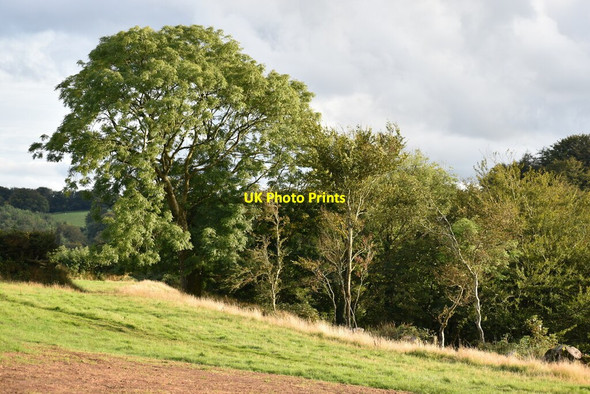 Photo 6"x4" Evening sunlight on trees at Barton Gate Barton Gate\/SS6841 c2021
