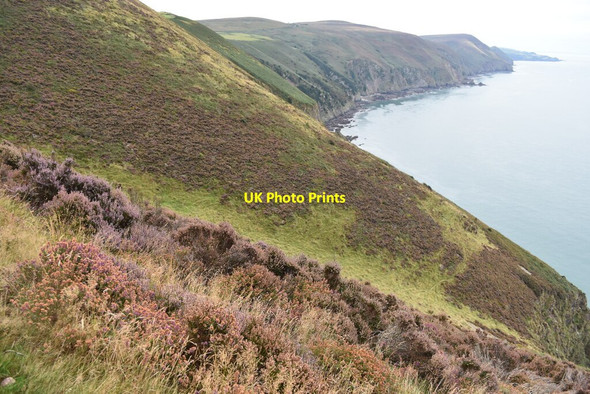 Photo 6"x4" On the coastal path at East Cleave Trentishoe c2021