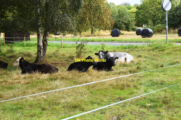 Photo 6"x4" Cattle resting under trees (1), Monkswood Green, Worcs Monkwood Green c2021