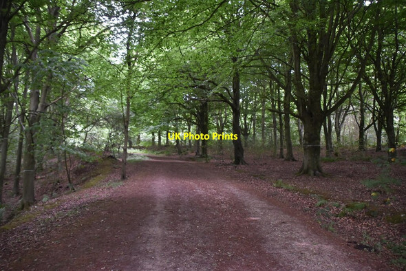 Photo 6"x4" Bridleway, Friston Forest Litlington\/TQ5201 c2020