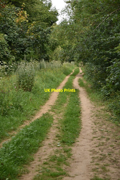 Photo 6"x4" Bridleway, Friston Forest East Dean\/TV5598 c2020 P3