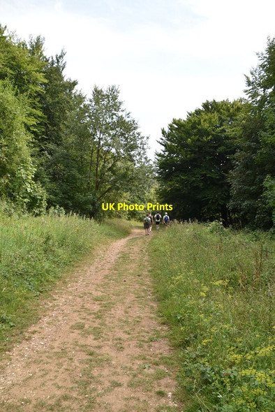 Photo 6"x4" Bridleway, Friston Forest East Dean\/TV5598 c2020