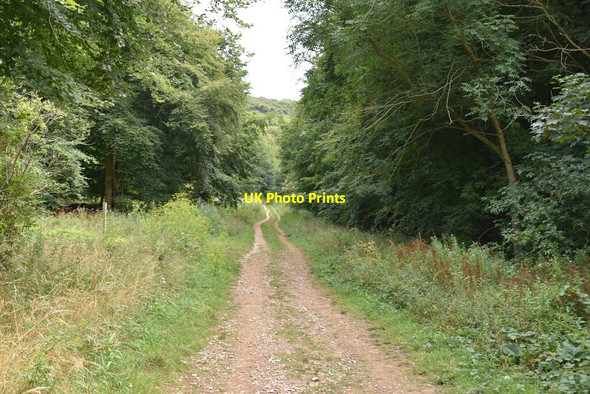 Photo 6"x4" Bridleway, Friston Forest East Dean\/TV5598 c2020 P1