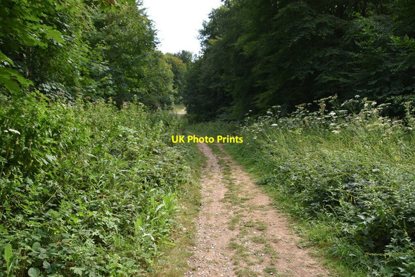 Photo 6"x4" Bridleway, Friston Forest East Dean\/TV5598 c2020 P2