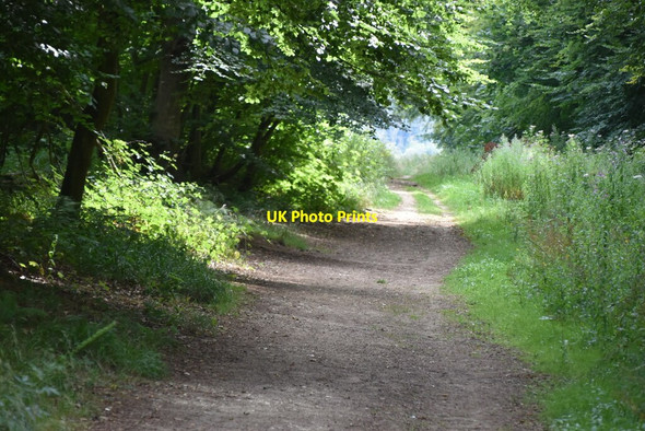 Photo 6"x4" Bridleway, Friston Forest East Dean\/TV5598 c2020 P3