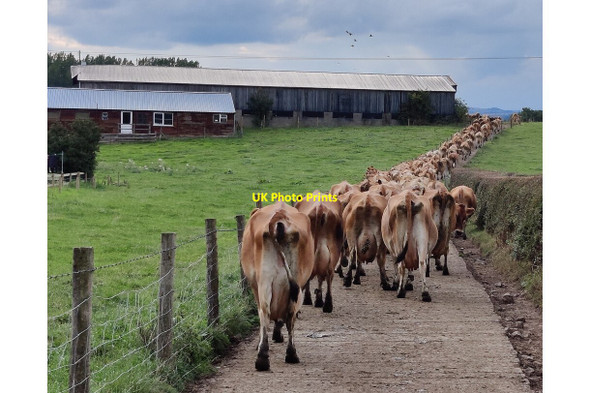 Photo 6"x4" Cows on the way to milking at Home Farm Eaton\/SO3789 c2021