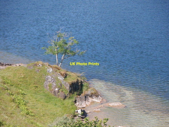 Photo 6"x4" Tree beside Loch Fiart Fiart Farm c2021