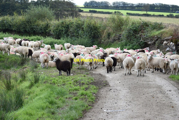 Photo 6"x4" Sheep on the lane Barton Town c2021