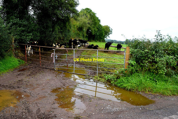 Photo 6"x4" Cattle, Garvallagh Seskinore c2021