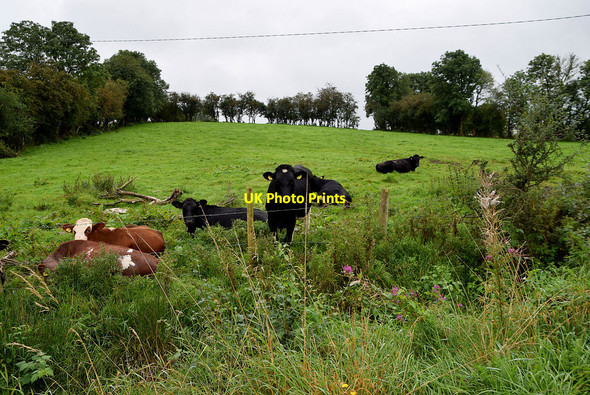 Photo 6"x4" Cattle, Letfern Seskinore c2021