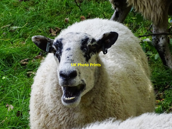 Photo 6"x4" A sheep in an orchard, Manor Farm, Hidcote Bartrim Hidcote Bartrim c2021