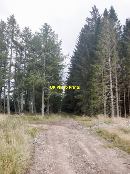 Photo 6"x4" Roads, Darnaway Forest Relugas c2021