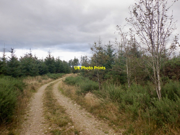 Photo 6"x4" Road, Darnaway Forest Relugas c2021