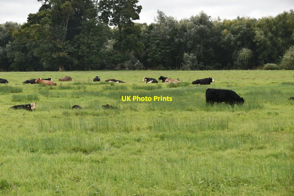 Photo 6"x4" Cattle at rest Greenlands\/SU7785 c2020