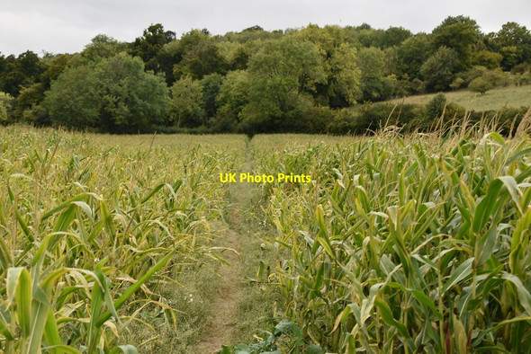 Photo 6"x4" Footpath through maize Turville c2020