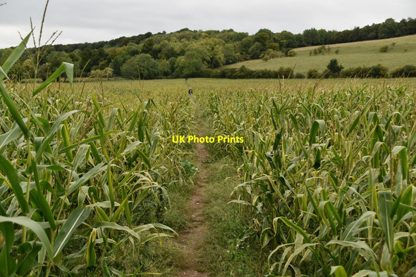 Photo 6"x4" Footpath through maize Turville c2020 P1