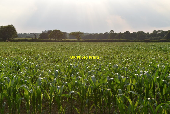 Photo 6"x4" Maize field Leigh\/TQ5546 c2021