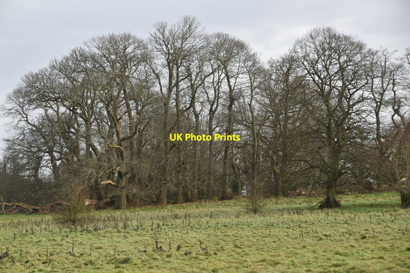 Photo 6"x4" Manor Park Country Park West Malling c2021