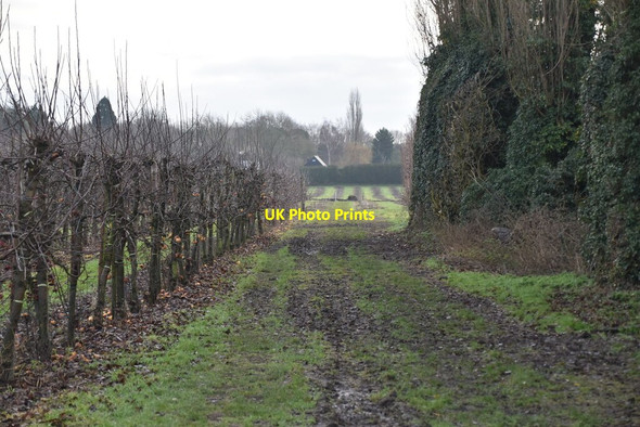 Photo 6"x4" Byway through orchards Well Street c2021