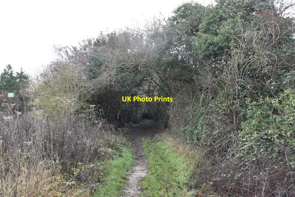 Photo 6"x4" Bridleway entering High Castle Wood East Hill\/TQ5562 c2020