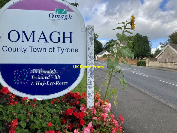 Photo 6"x4" Sunflower, Omagh Omagh c2021