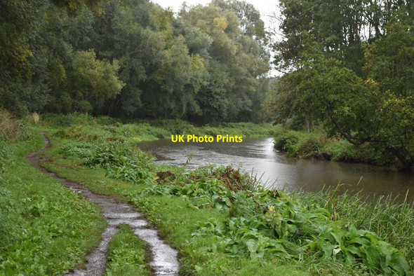 Photo 6"x4" Beside the River Wey at Burpham Burpham\/TQ0152 c2021