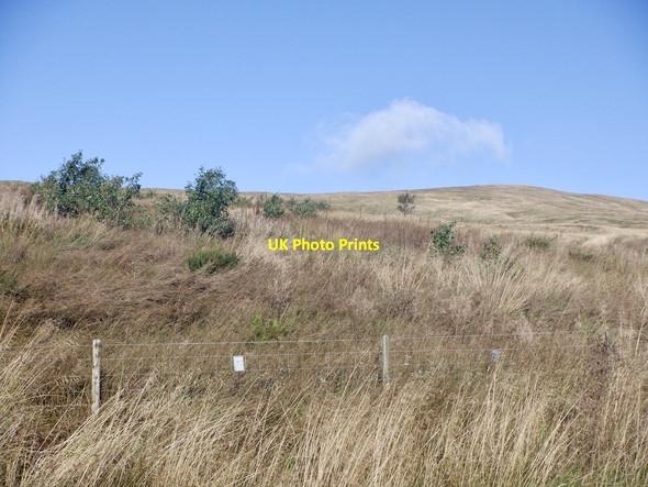 Photo 6"x4" Young trees, Campsie Fells Clachan of Campsie c2021