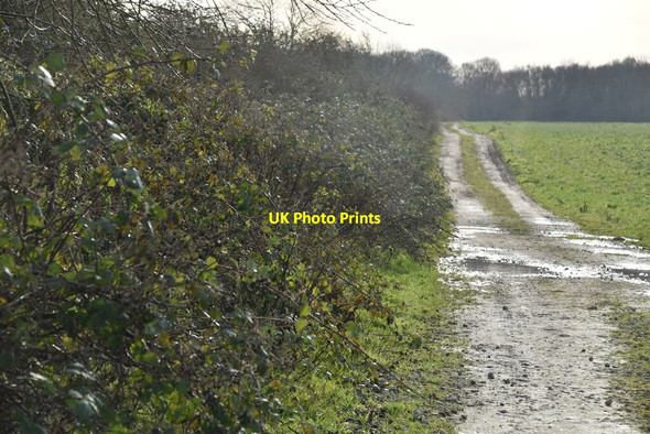 Photo 6"x4" Edge of Blaise Farm Quarry St Leonard's Street c2021