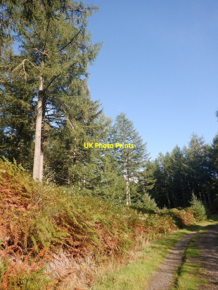 Photo 6"x4" Woodland, Cally Dunkeld c2021