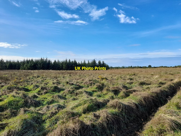 Photo 6"x4" Drainage Ditch and Conifer Plantation Upper Dounreay c2021