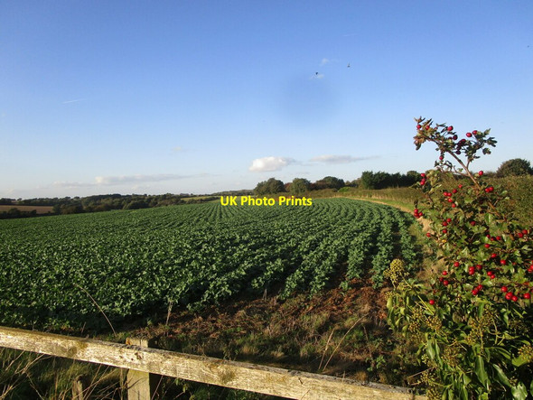 Photo 6"x4" Field near Baxterhill Skegby\/SK4961 c2021