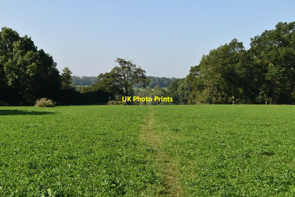 Photo 6"x4" Footpath across field Horshoe Green c2021