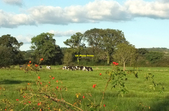 Photo 6"x4" Cattle, Teigngrace Preston\/SX8574 c2021