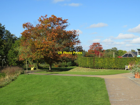 Photo 6"x4" Autumn colour at Harlow Carr Gardens, Harrogate Harrogate c2021