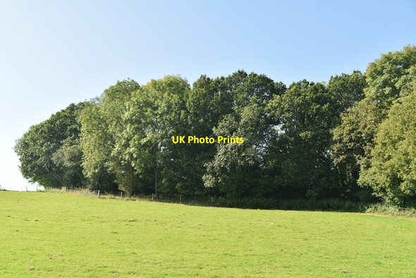 Photo 6"x4" Wooded pond Chiddingstone Hoath c2021