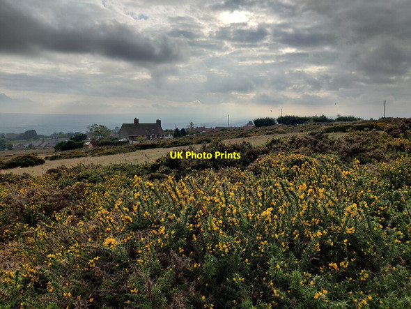 Photo 6"x4" Gorse bushes on Clee Hill Cleehill c2021