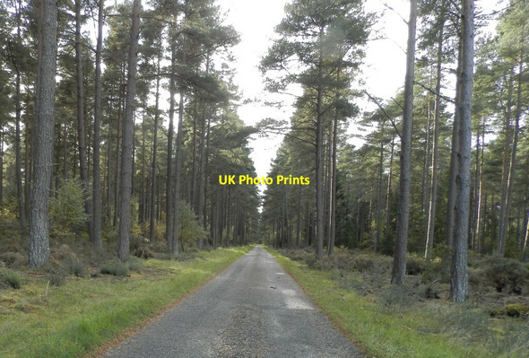 Photo 6"x4" Unclassified road through Carse Wood Ardersier c2021