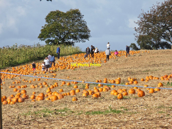 Photo 6"x4" Pumpkin time (2) - Darts Farm Clyst St George c2021