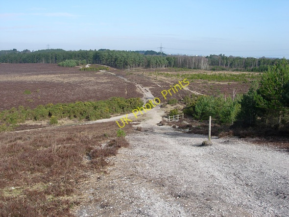 Photo 6"x4" Dibden Bottom and woodland Applemore c2009